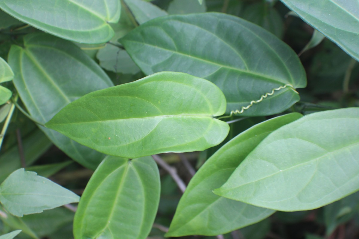 Zanonia indica subsp. indica L.